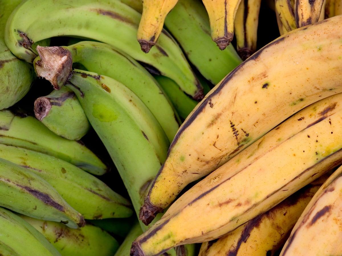 Plátano Macho Tradicional Cubano